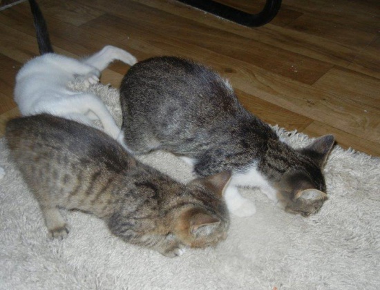 Do wyboru do koloru